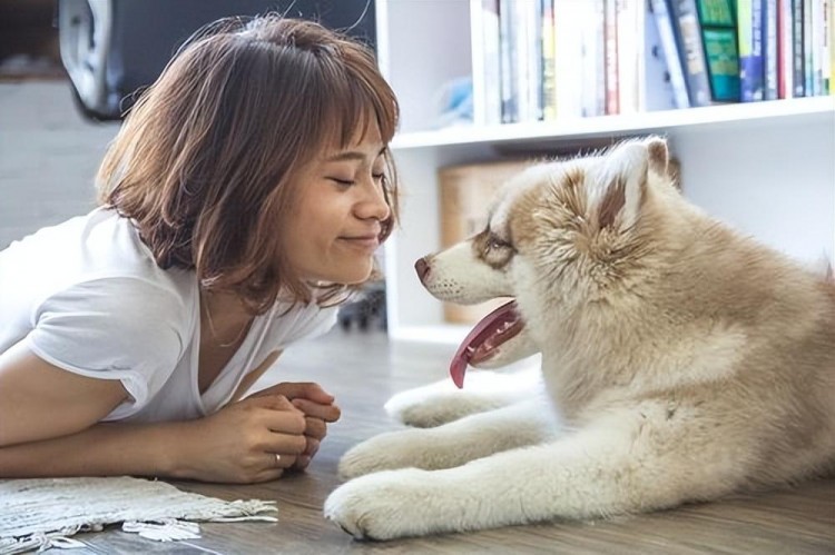 狗狗爱你1到6级能到第3级的铲屎官可以偷笑了