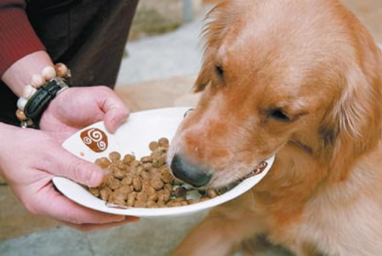 这几种人食真的不适合狗狗吃这些危害你别不知道