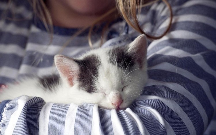 猫咪不能喝的几种水喝了会害死它的