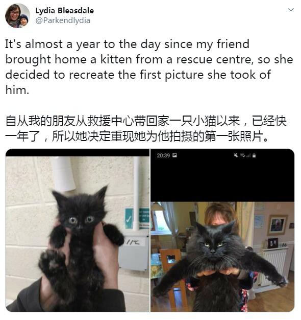 捡了只小猫，不知它有缅因血统，结果一年后