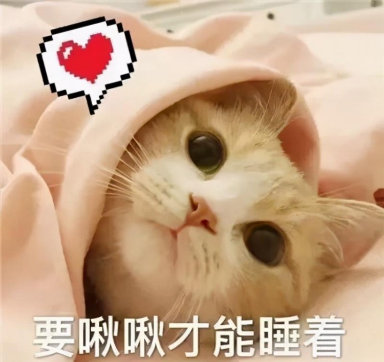 猫咪爱你“入骨”的几个表现，你家猫有吗？