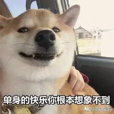 曾被培育为狩猎犬的柴犬你了解多少