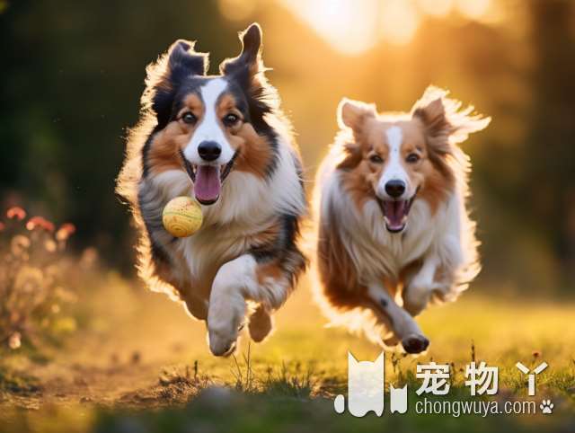 主人的这些行为“很伤”比熊犬，别让它为你的错误买单！