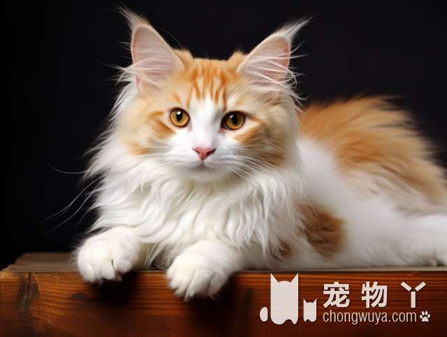 上海PET LULU宠呼噜：最近大火的缅因猫有吗?